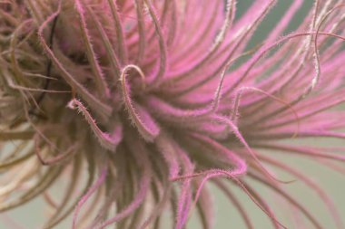 Tillandsia tectorum doğal arka planda çömlek içinde