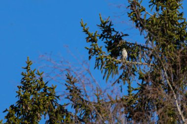 Yükseklerdeki şahin avını arıyor.