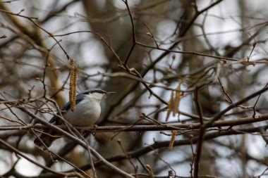 Ağaç gövdesinde oturan Nuthatch (sitta europaea). Doğal arkaplan.