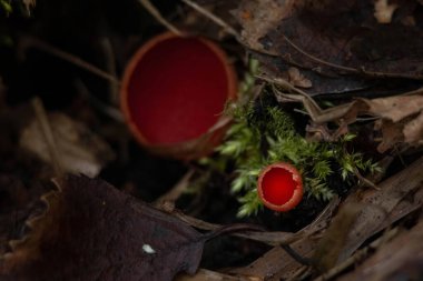 Sarcoscypha austriaca - Scarlet elfcup olarak bilinen ilkbaharın erken dönemlerinde yenemeyen inanılmaz mantar.