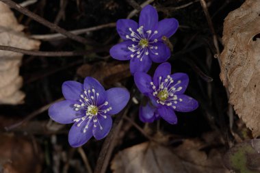 Arka planda bahar çiçekleri ve kahverengi yapraklar. 