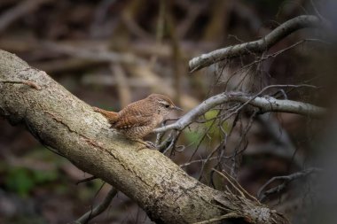Avrasya Wren 'inin (Troglodit trogloditleri) dala vuruşu.