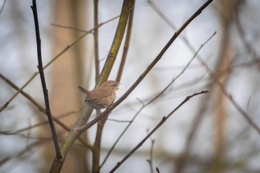 Avrasya Wren 'inin (Troglodit trogloditleri) dala vuruşu.
