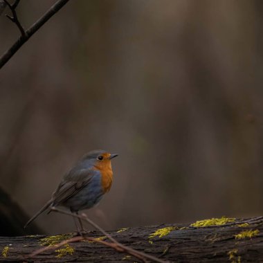 Dala tüneyen Avrupa bülbülü açık kahverengi arka planda. Robin Kızılgöğüs (Erithacus rubecula) küçük kahverengimsi