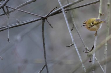 Elma ağacında yiyecek arayan çok küçük bir kuş (Regulus regulus).