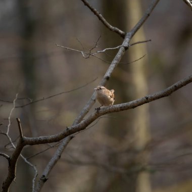 Avrasya Wren 'inin (Troglodit trogloditleri) dala vuruşu.