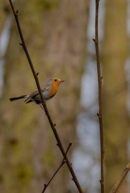 Yere yiyecek arama kırmızı ardıç kuşu (Erithacus rubecula). Bu kuş sırasında Bahçe takipçiliği düzenli bir arkadaştır