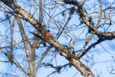 Boğa ispinozu, pirrhula pirrhula, baharda yeşil tomurcukları olan bir dalda oturuyor..