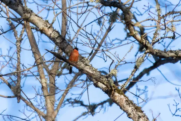 Boğa ispinozu, pirrhula pirrhula, baharda yeşil tomurcukları olan bir dalda oturuyor..