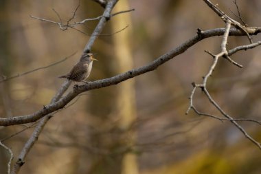 Avrasyalı Wren 'in mükemmel şarkıcısıyla güzel doğa sahnesi