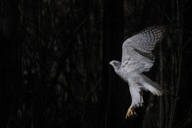 Erkek bir Goshawk (Accipiter gentilis) karanlık ormanda uçar. Vahşi yaşam fotoğrafı..