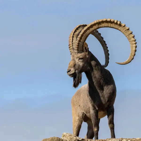 Sibiryalı erkek dağ keçisi, büyük boynuzlarıyla Capra sibirica.