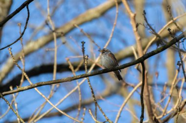 Ahşap kuş Redwing, Turdus iliacus, ağaç dalında oturuyor. Otlaklarda beslenen küçük ardıç kuşu ve gözün üzerinde kırmızı kanatlar ve ışık çizgileri görülüyor..