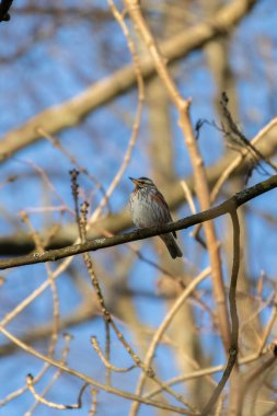 Ahşap kuş Redwing, Turdus iliacus, ağaç dalında oturuyor. Otlaklarda beslenen küçük ardıç kuşu ve gözün üzerinde kırmızı kanatlar ve ışık çizgileri görülüyor..