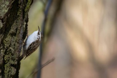 Güneşli bir günde, bir ağaç gövdesine tüneyen Avrasyalı ya da sıradan ağaç bekçisi (Certhia familiaris)
