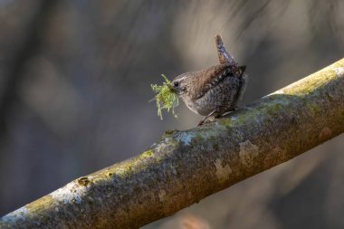 Wren in natural habitat (Troglodites troglodytes) gelin mevsimi. Yuva malzemeli kuş 