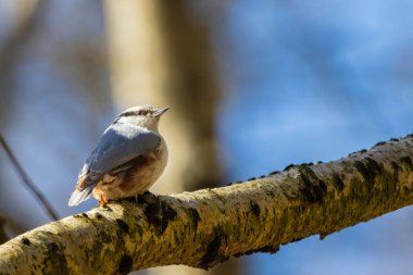 Nuthatch (Sitta europaea), güneşli bir günde ağaç dalında bulunur.