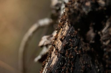 Vahşi karıncalar kömürleşmiş büyük bir karınca yuvası inşa ederler. Karınca ailesi - koloni yeni karınca yuvası binasında işbirliği yapıyor.