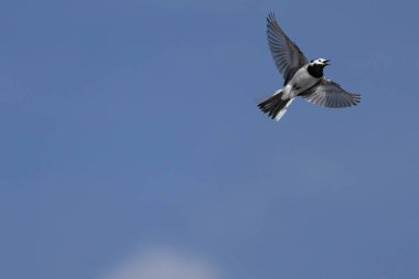 Beyaz Wagtail - motacilla alba mavi arka planda doğal yaşam alanında