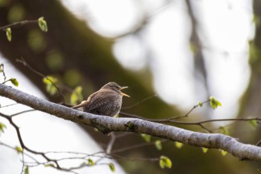 Avrasya Wren 'inin (Troglodit trogloditleri) dala vuruşu.