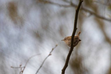 Avrasya Wren 'inin (Troglodit trogloditleri) dala vuruşu.