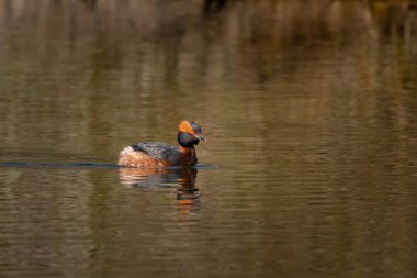 Küçük bir gölette yüzen renkli boynuzlu yunus (Podiceps auritus)