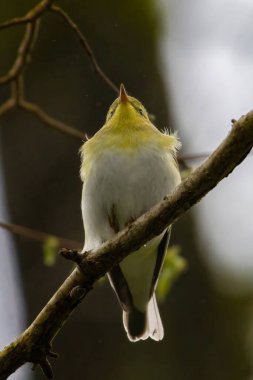 Ağaç ötleğeni (Phylloscopus sibilatrix) yaz mevsimi, sığ alan derinliğine sahip ağaçların yeşil arka planında bir dalda oturur