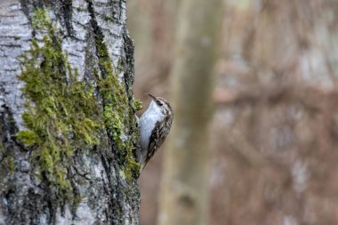Certhia familiaris bir ağaçta oturuyor. Kuşlar
