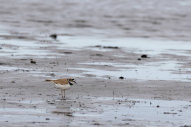 Beautiful nature scene with Little ringed plover (Charadrius dubius). Little ringed plover (Charadrius dubius) in the nature habitat.