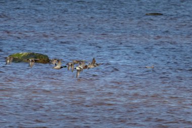 Kuzey Avrupa'daki orta ölçekli ördek yetiştirme ve kışın göç Güney Avrasya wigeon (Anas penelope) olduğunu