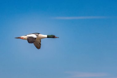 Merganser, Mergus merganser havada. Arka planda gökyüzü ve okyanus.