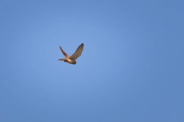 Yaygın kerkenez (Falco tinnunculus) veya Avrupa veya Avrasya kerkenezi uçuşu