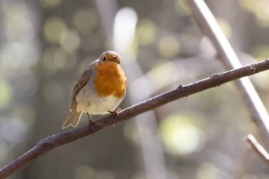Robin Kırmızı Göğüs (Erithacus rubecula), kahverengi, zeytin renkli, turuncu memeli ve yüzlü bir kuş türüdür..