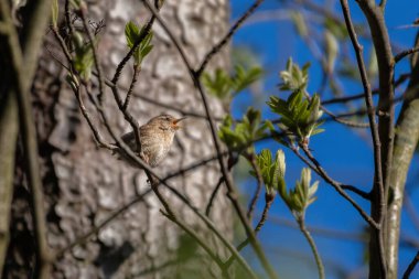 Avrasya Wren 'inin (Troglodit trogloditleri) dala vuruşu.