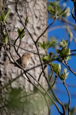 Avrasya Wren 'inin (Troglodit trogloditleri) dala vuruşu.