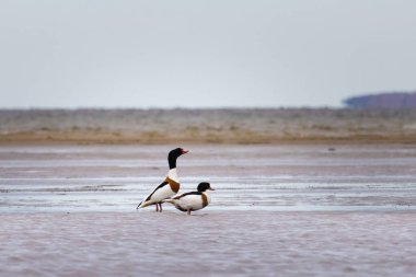 Hadi Shelduck - Tadorna tadorna, bir çift su