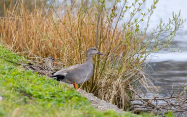 Gadwall mareca strepera erkeği. Vahşi doğada nadir bulunan şirin gri ördek..