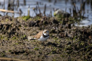 Paddyfields bölgesinde güzel, küçük halkalı yağmurluk (Charadrius dubius)