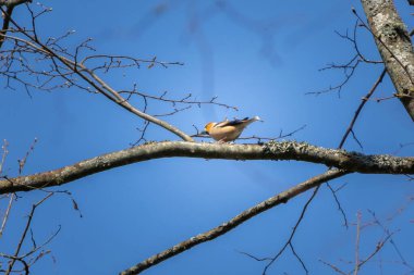 Bayağı kocabaş (Kocabaş Kocabaş) şafak Toplantı bir ince dal üzerinde oturur.