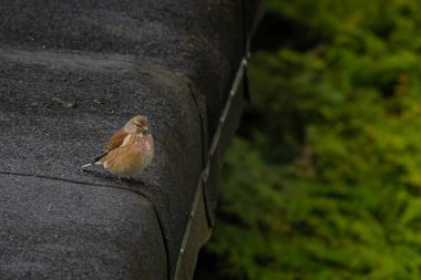 Bir Linnet, Linaria cannabina, çatıda oturuyor, yazın güneşli bir gün.