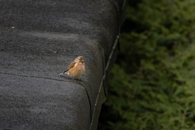Bir Linnet, Linaria cannabina, çatıda oturuyor, yazın güneşli bir gün.