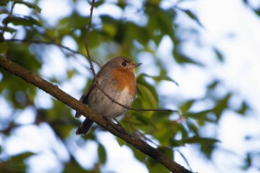 Dala tüneyen Avrupa bülbülü açık kahverengi arka planda. Robin Kızılgöğüs (Erithacus rubecula) küçük kahverengimsi