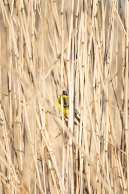 Batı sarı Kuyruksallayan (Motacilla flava) çim bir alanda doğal habitatları kuru bir sap üzerinde oturur.