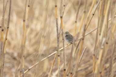 Yeşil sabah tarlasında küçük bir dalda şarkı söyleyen Meadow Pipit