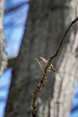 Avrasya Wren 'inin (Troglodit trogloditleri) dala vuruşu.