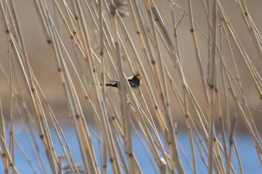 Citrine wagtail motacilla citreola erkeği çimlerin üzerinde oturuyor. Sevimli küçük sarı ötücü kuş. Vahşi hayatta kuş.