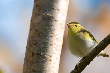 Ağaç ötleğeni (Phylloscopus sibilatrix) yaz mevsimi, sığ alan derinliğine sahip ağaçların yeşil arka planında bir dalda oturur