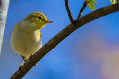 Ağaç ötleğeni (Phylloscopus sibilatrix) yaz mevsimi, sığ alan derinliğine sahip ağaçların yeşil arka planında bir dalda oturur