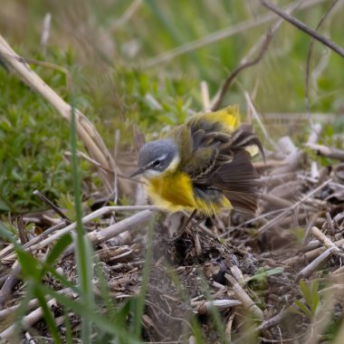 Erkek sarı kuyruklu (Wagtail Motacilla flava) yerde oturuyor