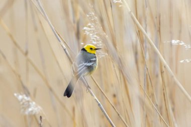 Citrine wagtail motacilla citreola erkeği çimlerin üzerinde oturuyor. Sevimli küçük sarı ötücü kuş. Vahşi hayatta kuş.